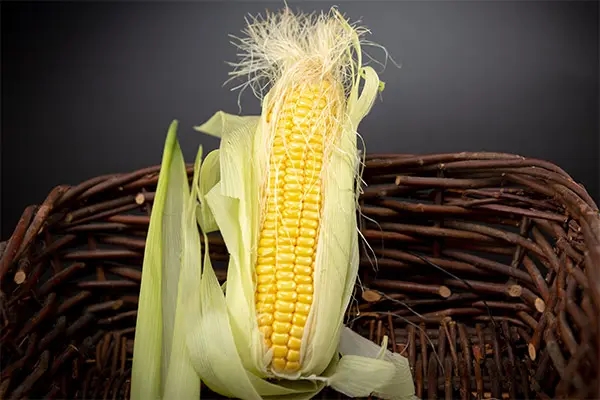 玉米须1
