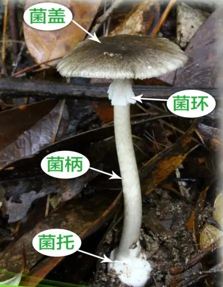鹅膏菌1