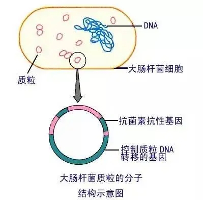 细菌抗生素抗性质粒