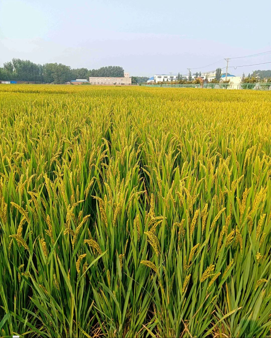 微信图片_20230523153041