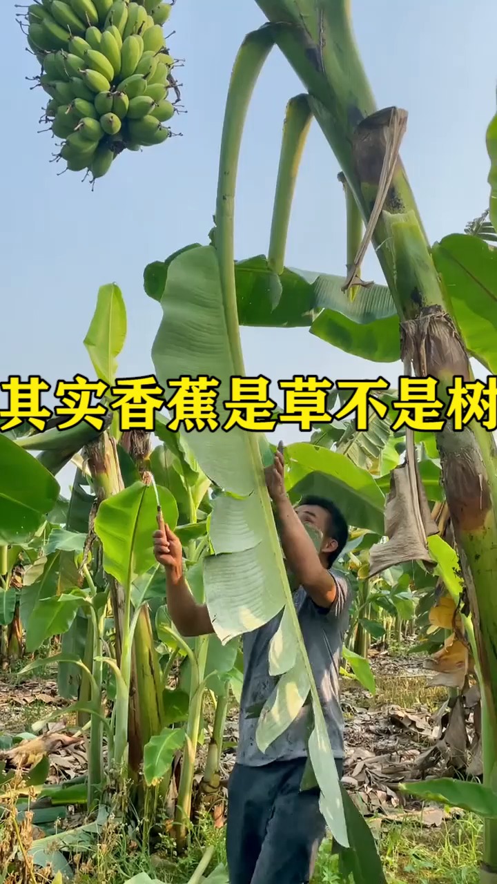 其实香蕉不是树