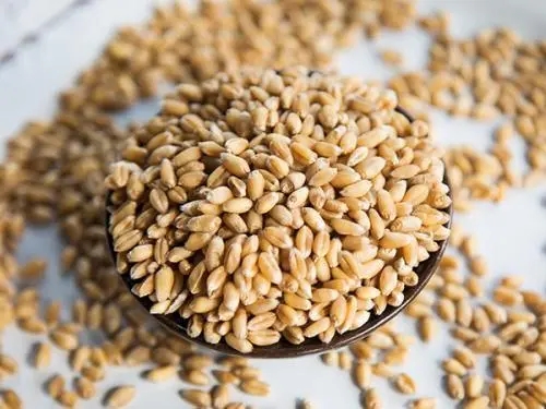 小麦种子